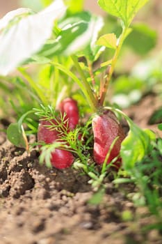 Red radish in bed