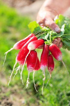 Fresh radish in the woman's hands 