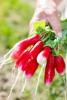 Fresh radish in the woman's hands 