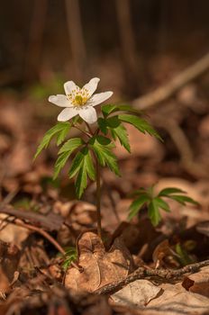 Anemone nemorosa