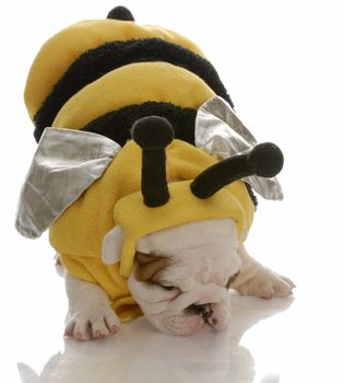 english bulldog puppy dressed up as a bee