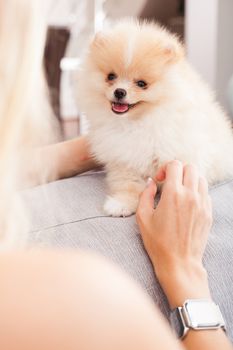 young woman playing with her tinny dog