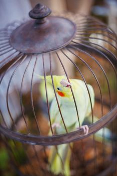 One parrot cockatiel in the vintage cell