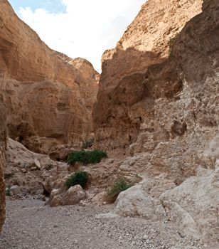 Judean Desert, under the scorching rays of the sun. Israel. Spring.