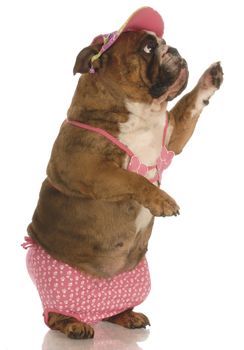 english bulldog standing wearing pink bikini waving