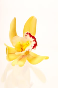 orchid on the white background