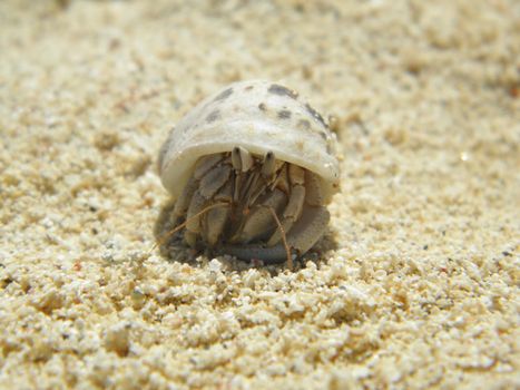 Photo by a hermit crab in the sand, wearing around his house with it.