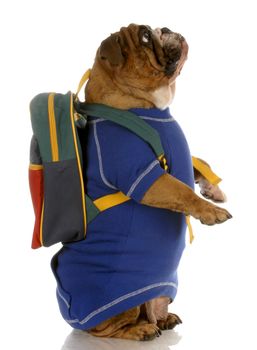 english bulldog standing up wearing blue sweater and backpack