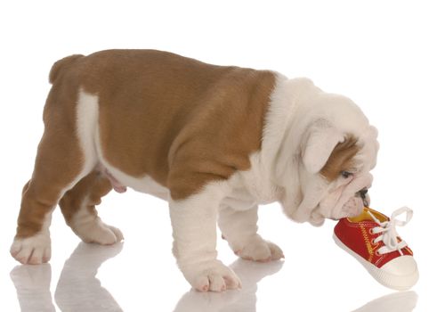 english bulldog puppy chewing on small running shoe - seven weeks old