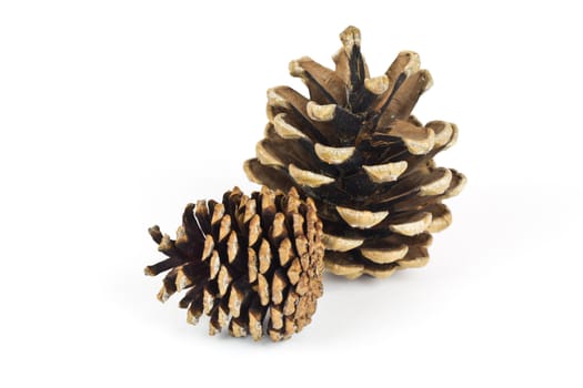 A pair of Pine Cones