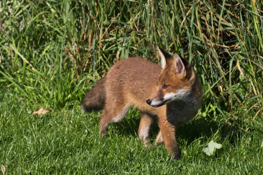 A young Red Fox