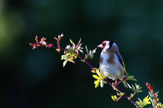 A Goldfinch sitting on a branch