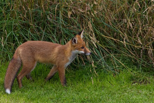 Single Red Fox on the prowl