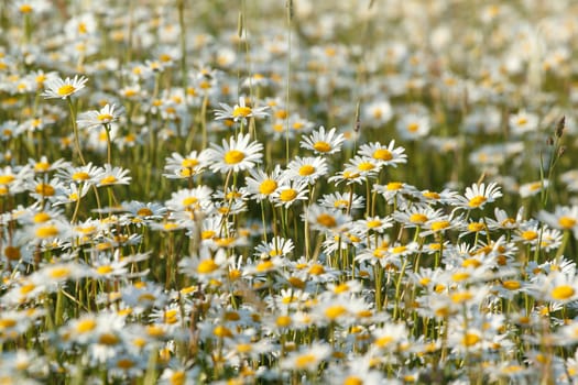 close up of white marguerite flowers in meadow