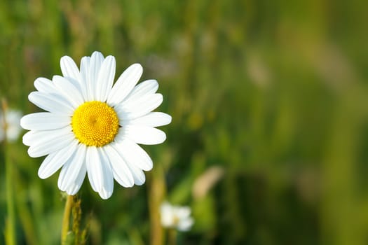 close up of white marguerite flowers with shallow focus