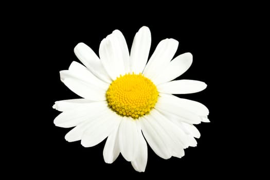 close up of white marguerite flowers on black background