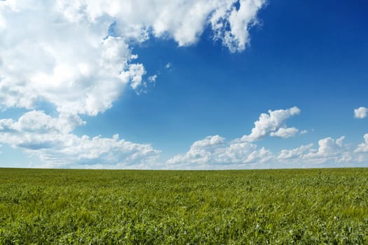 Beautiful summer rural landscape with green corn field and blue sky