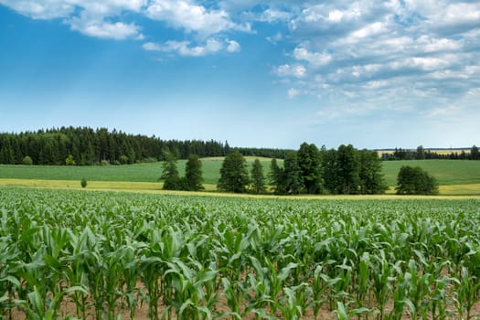 Beautiful summer rural landscape with green corn field and blue sky