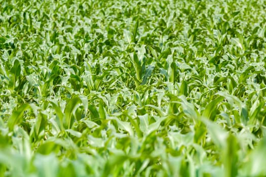 young green corn field with shallow focus