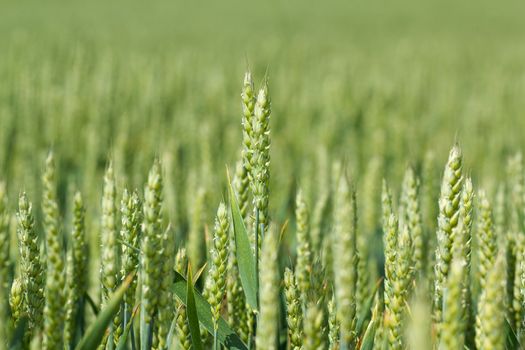 detail of organic green grains in summer time