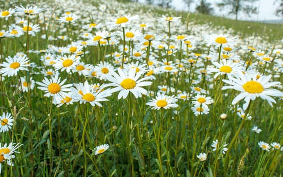 close up of white marguerite flowers in meadow