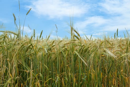 organic green grains field in summer time with blue sky