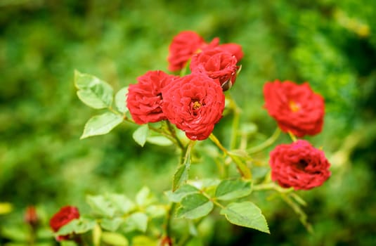 small red roses with blurry green background