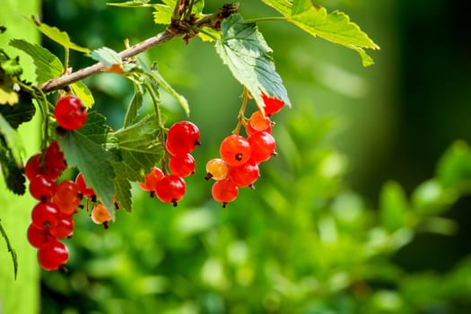 red currants with shallow focus in sunny day