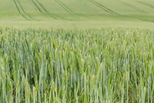 field of organic green grains in summer time