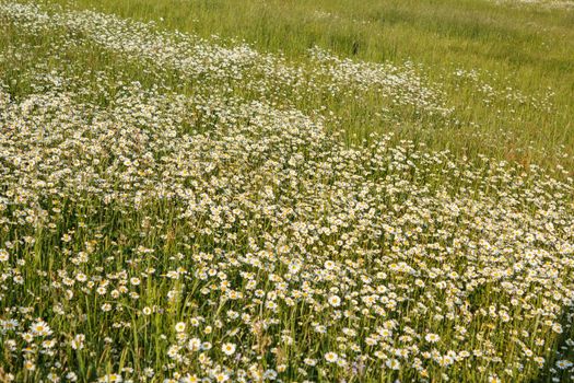 white marguerite flowers in sunny day meadow