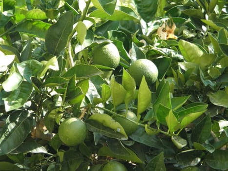 Photo of an orange tree with green leaves and unripe green fruit.