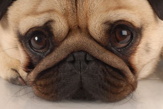 close up of pug dog looking at viewer 
