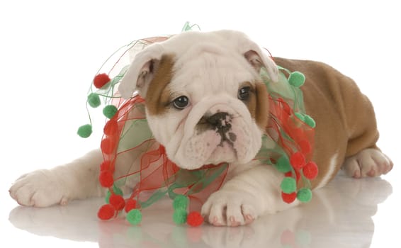 seven week old english bulldog puppy wearing christmas scarf