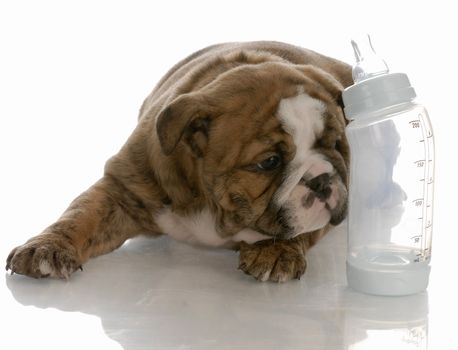 bottle feeding young puppy - english bulldog puppy laying beside baby bottle