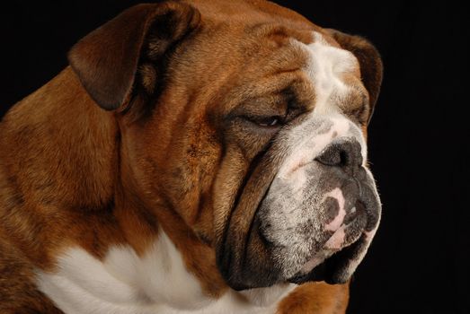 red brindle english bulldog with sad looking expression on black background