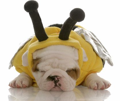 six week old english bulldog puppy dressed up as a bee
