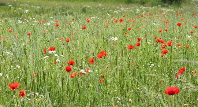 Flower field with red flowers in denmark