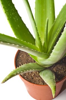 leaf of aloe on white background