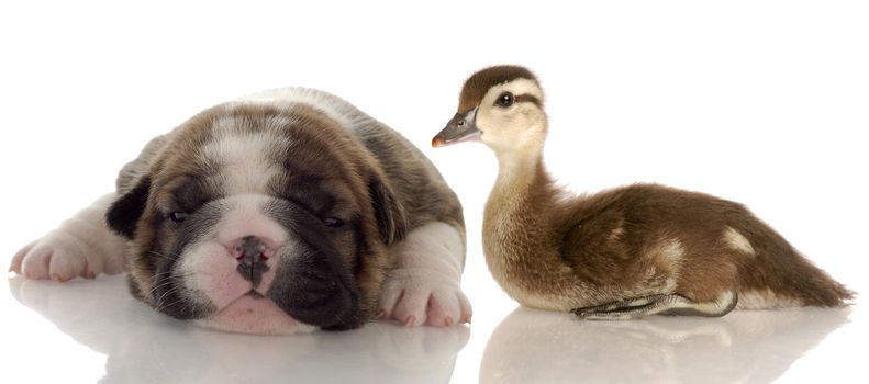 english bulldog puppy laying beside baby duck