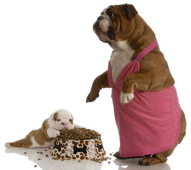 mother bulldog wearing pink dress standing beside puppy with full bowl of dog food