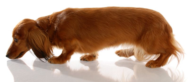 long haired miniature dachshund walking sniffing ground