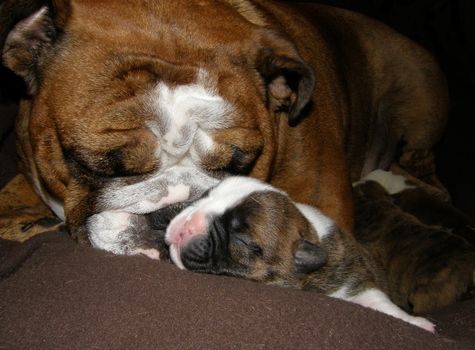 english bulldog mother caring for one week old puppies