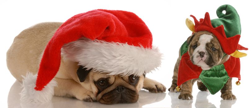 santas helpers - pug dressed as santa and english bulldog puppy dressed as elf