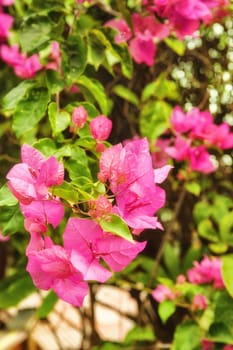 beautiful pink flowers in the morning sun