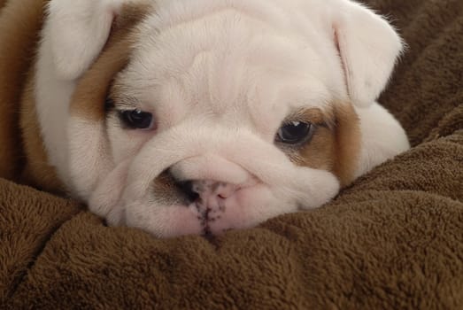 english bulldog snuggling into brown blanket - 4 weeks old