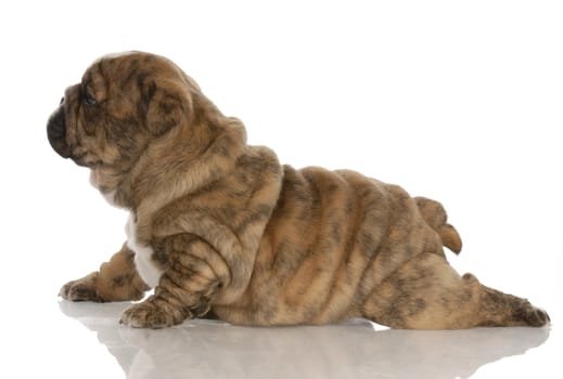 four week old brindle english bulldog puppy with reflection on white background