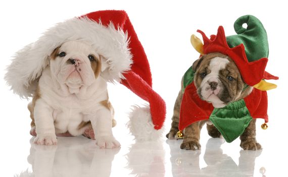 four week old english bulldog puppies dressed up as santa and an elf