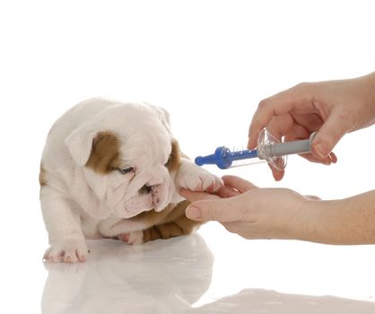 veterinary care - english bulldog puppy with toy needle