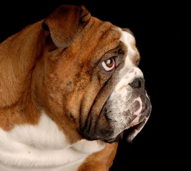 brindle english bulldog portrait on black background