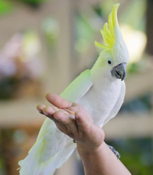 Cockatoo